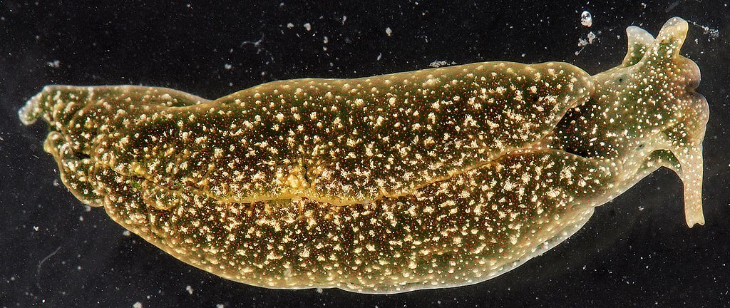 Elysia chlorotica slug photosyntesis