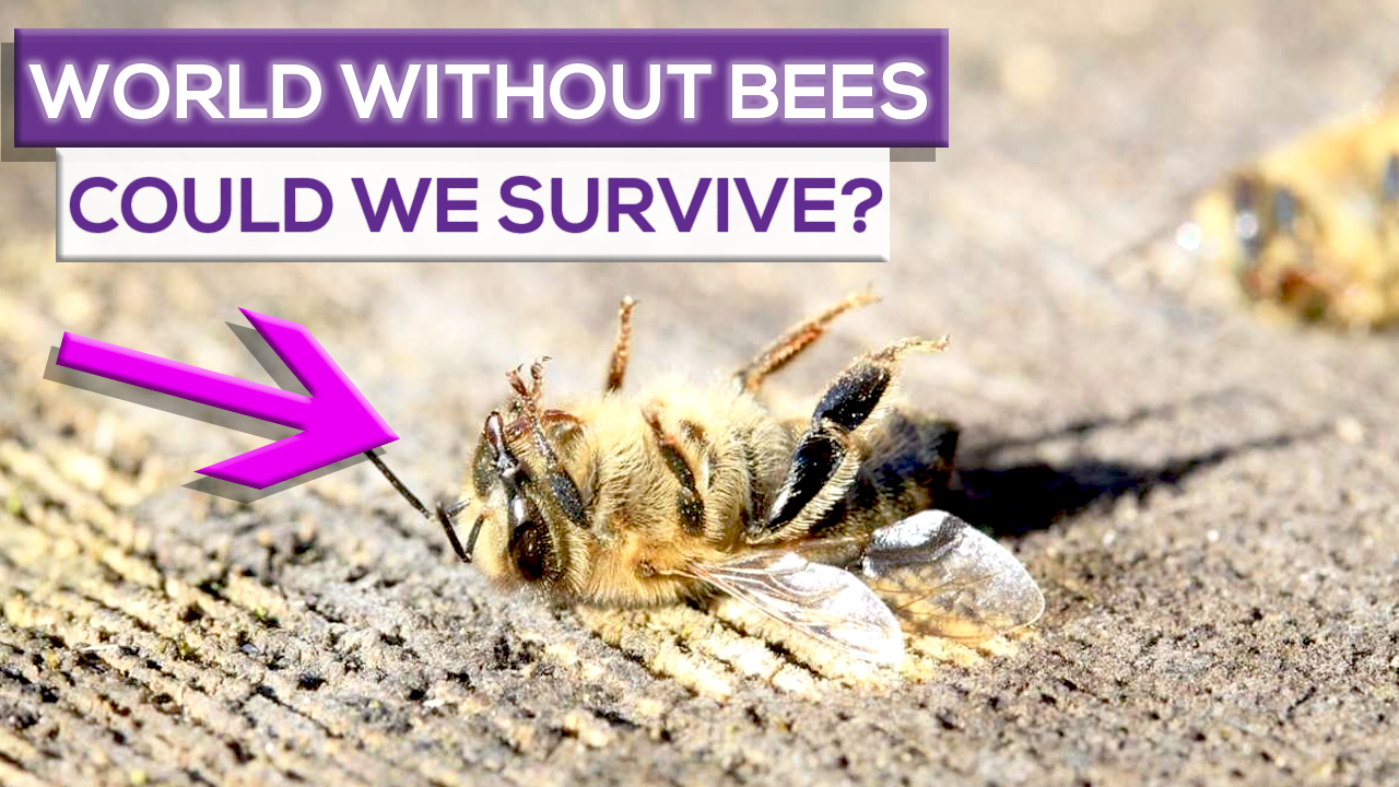 Could Humanity Survive If Bees Went Extinct