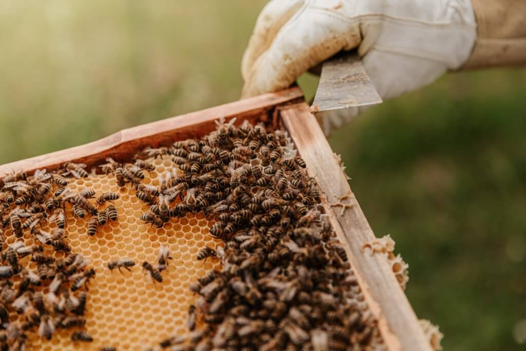 honeybees extintion
