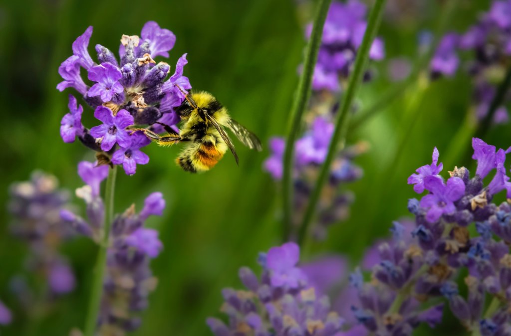 Could Humanity Survive If Bees Went Extinct
