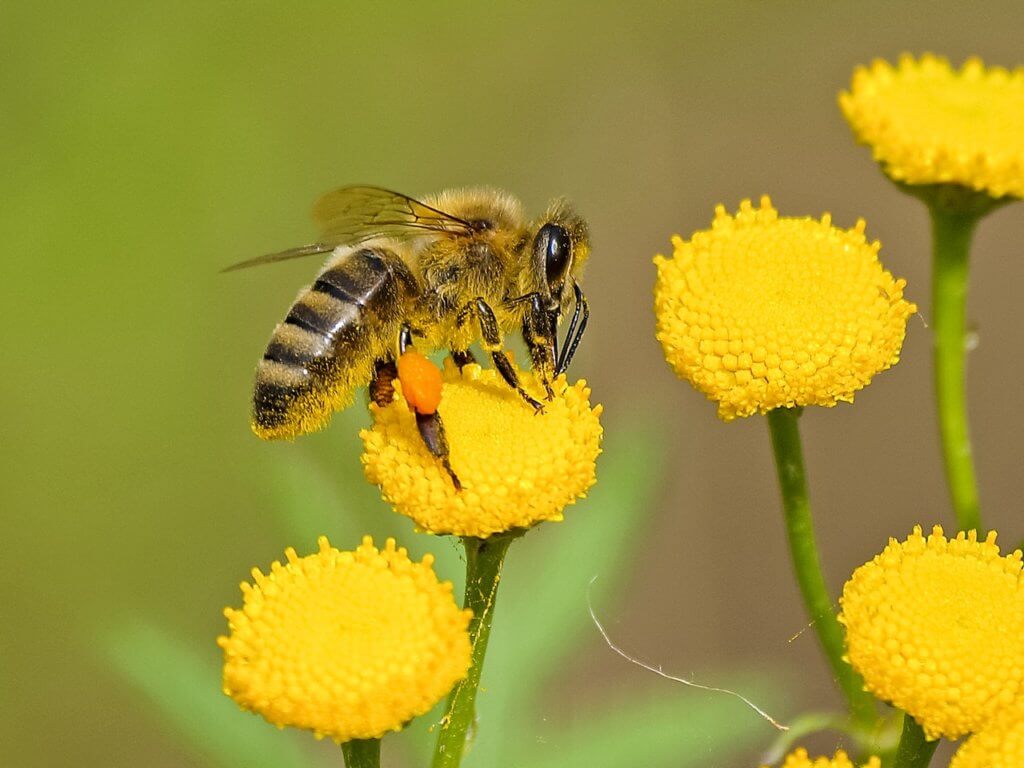bee impollinating