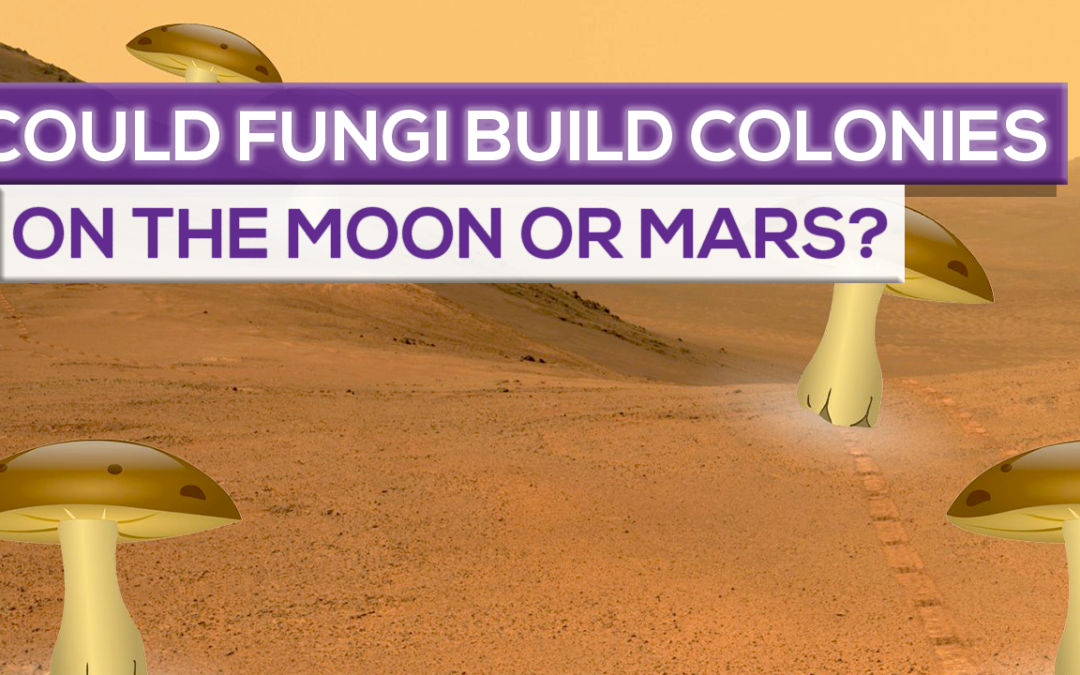Could Fungi Build Colonies On The Moon Or Mars?