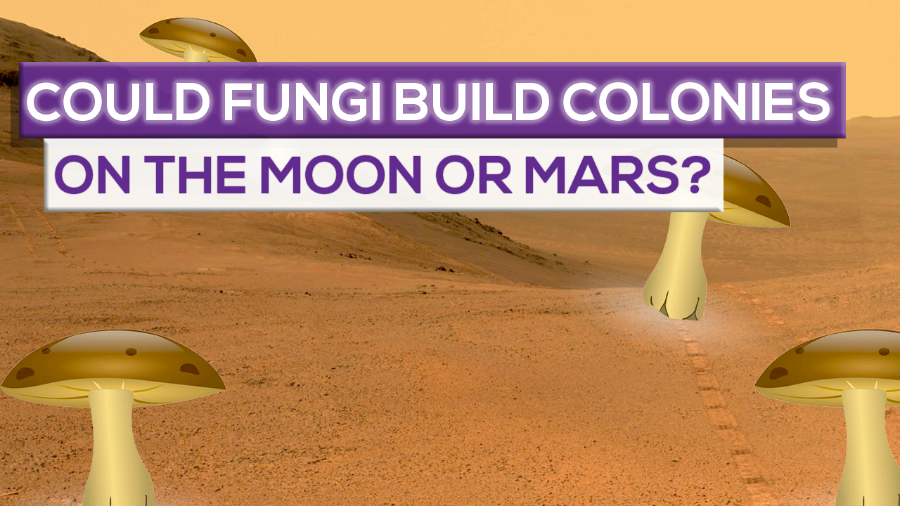 Could Fungi Build Colonies On The Moon Or Mars?